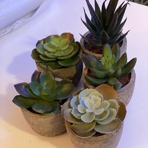 set of 5 succulents room decor